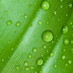 blade of grass water drops